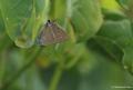 Satyrium spini (Güzel Sevbeni)